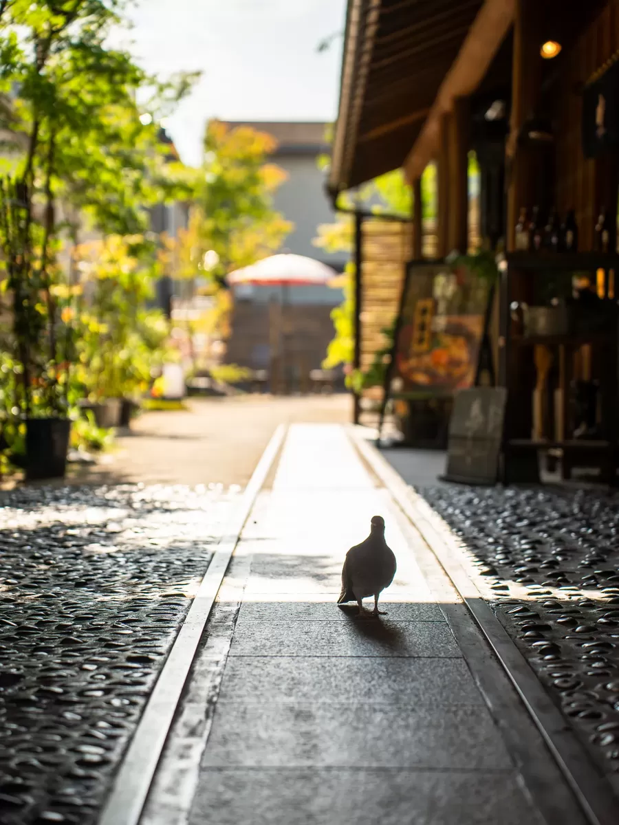 Photography by Shintaro Hosoi 01