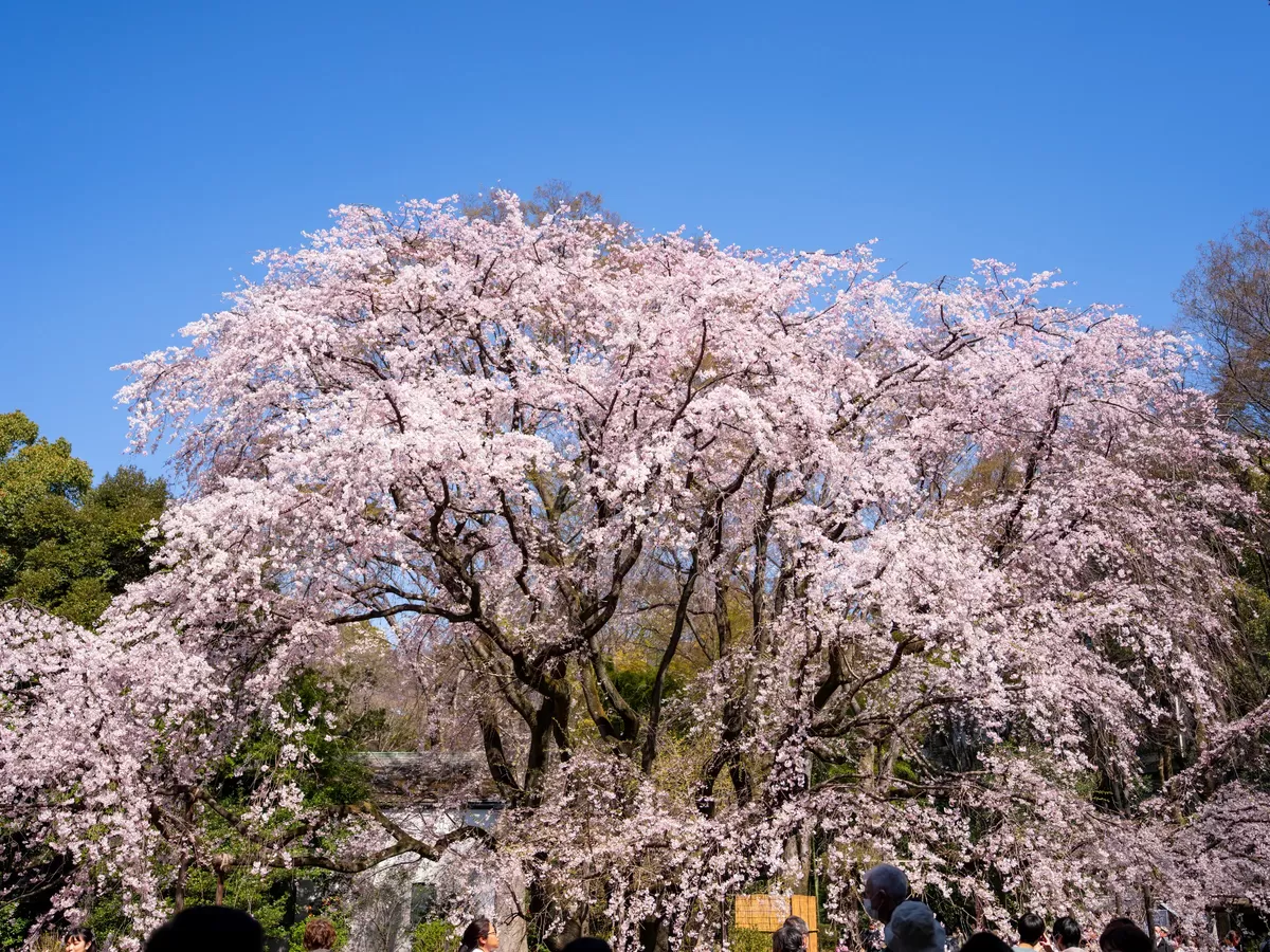 Photography by Shintaro Hosoi 07