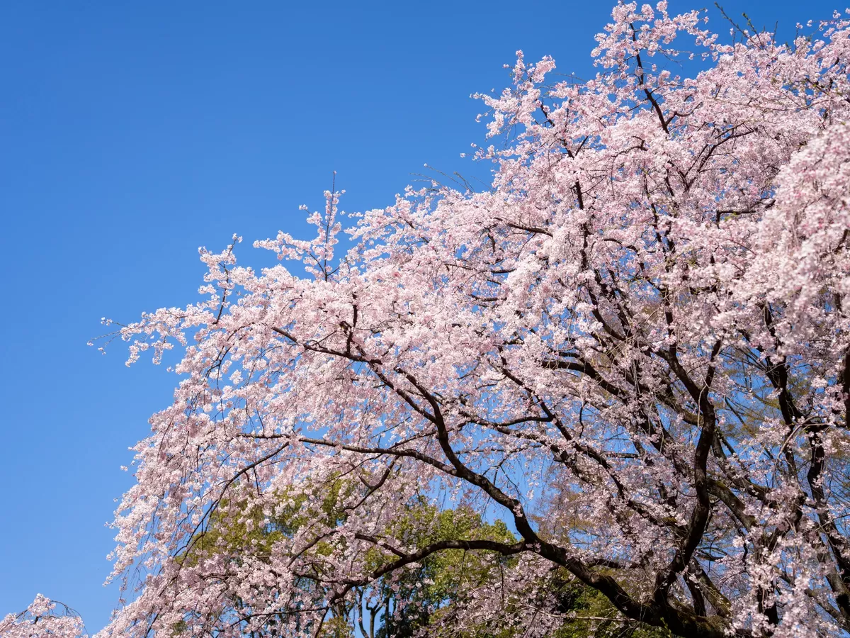 Photography by Shintaro Hosoi 08